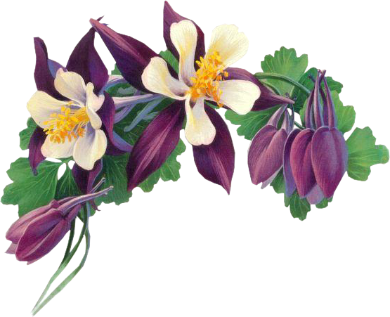 tube fleurs purple