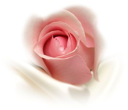 tube rose