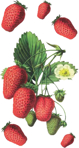 tube fraise