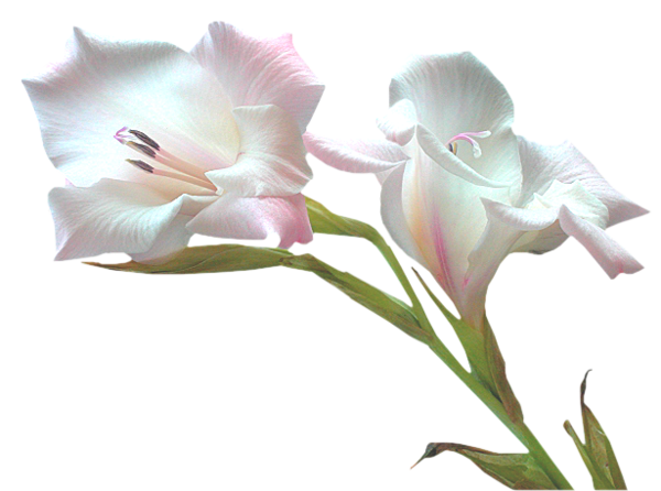 tube fleurs