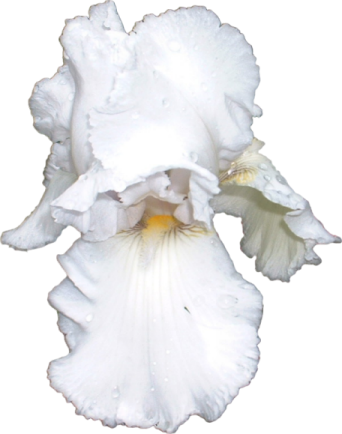 tube fleurs iris